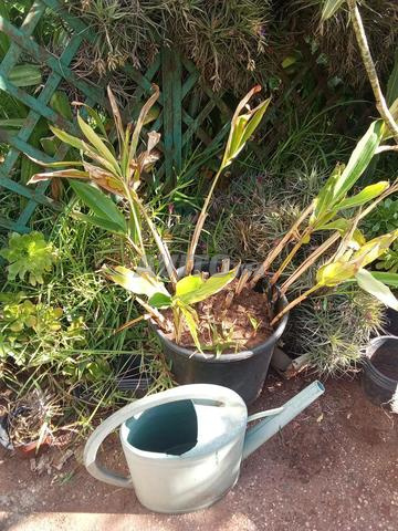 Plantes Naturelles - 2