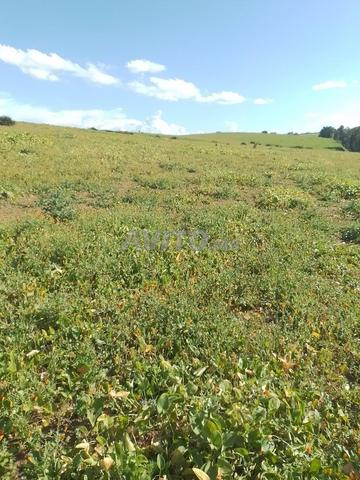 1 hectare agricole royal à 500 mètres de Tiflet