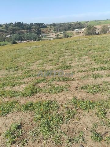 هكتار فلاحي ملكي يبعد عن تيفلت 500 متر - 2