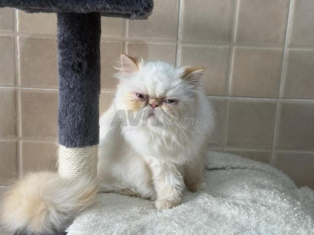 قط شيرازي عمره 6 أشهر - 2