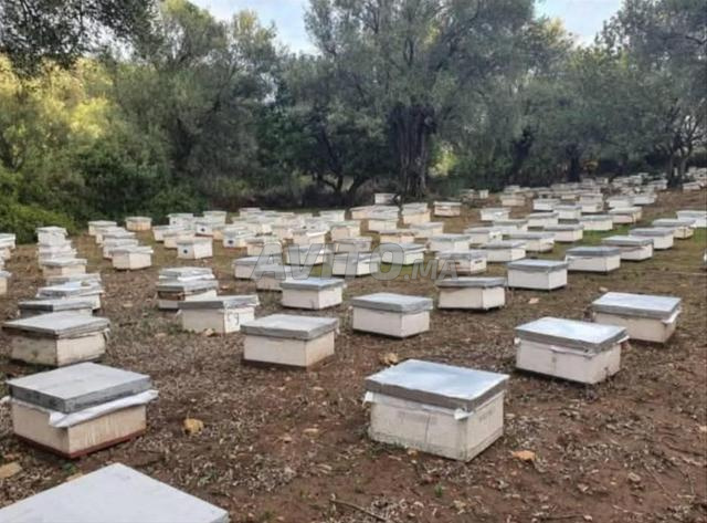 Opportunité spéciale pour les passionnés d'apiculture - 2