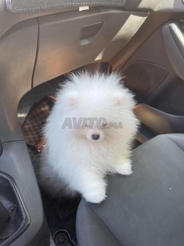 بومرينيان 3 أشهر - 2