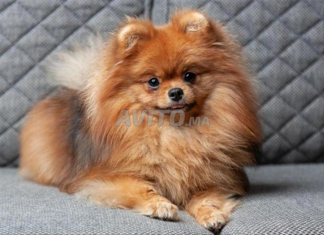 ذكر سبيتز بومرينيان عمره سنة و 6 أشهر - 2