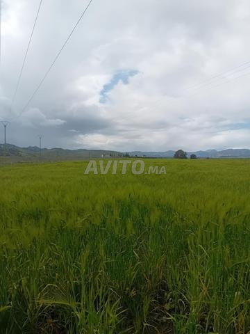 Ferme ou exploitation agricole... Taounate - 2