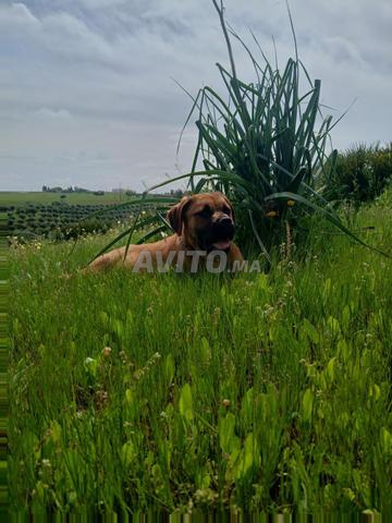 أنثى كاني كورسو - 2