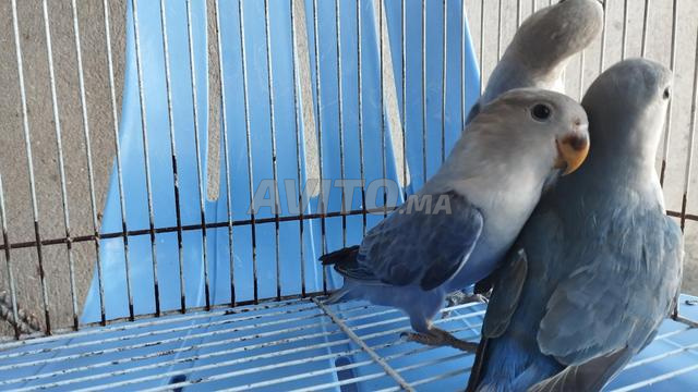 طيور روز oiseau