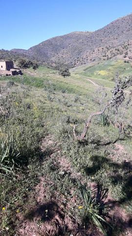 أرض فلاحية محفظة 31 هكتار بخنيفرة