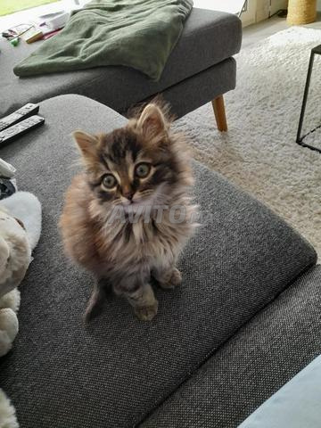 قط نرويجي أصيل - 2