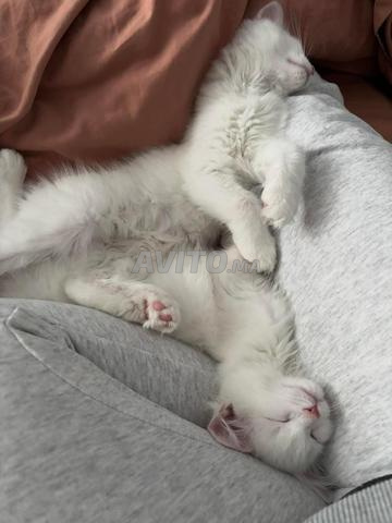 Chat angora turc blanc - 2