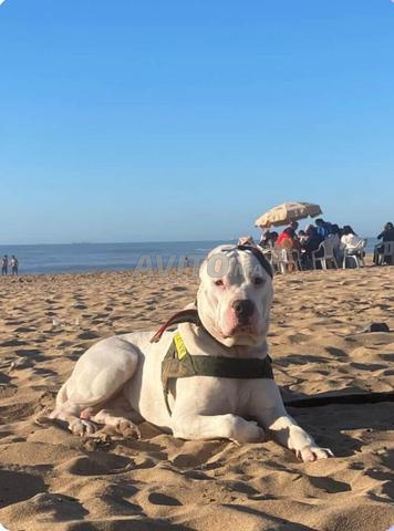 جرو كلب أرجنتيني - 2