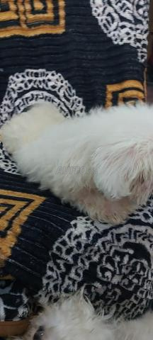 بيشون مالطي نقي السلالة عمره 45 يوم - 2