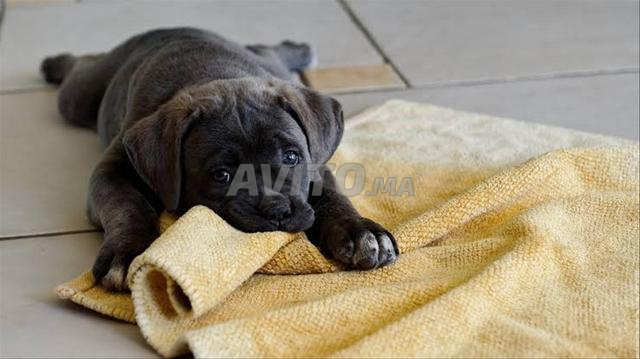 Chiot Cane Corso