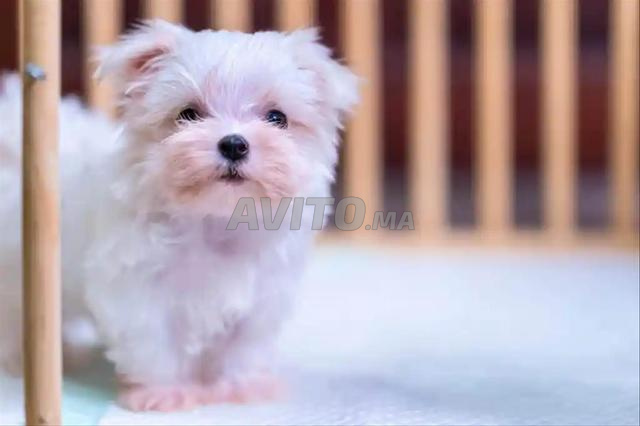 Chiot bichon maltais
