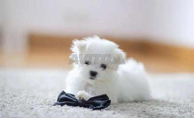 Chiot bichon maltais