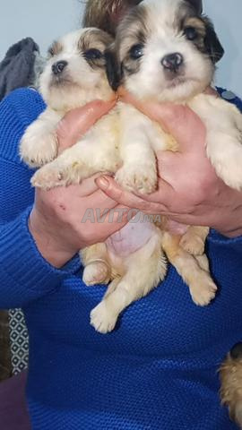 Superbes chiots Bichon Havanais pur race miniature - 2