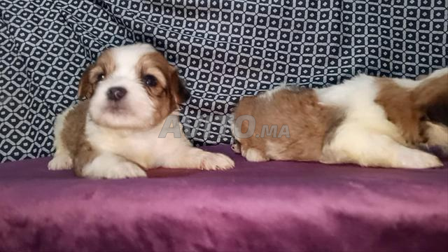 Superbes chiots Bichon Havanais pur race miniature