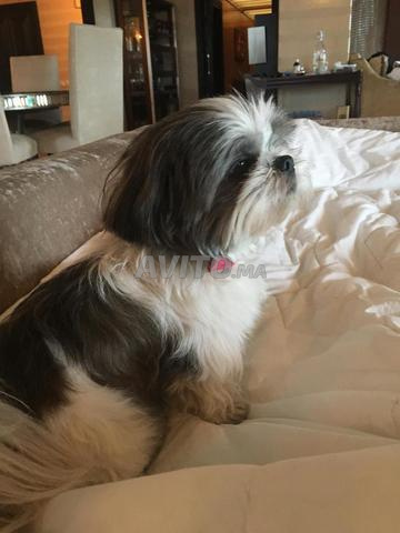 جرو شيتزو - 2