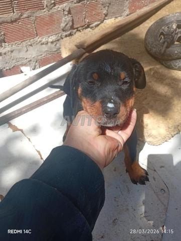 Super chiots de race