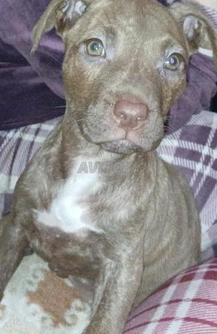 جرو سلالة رائعة - 2