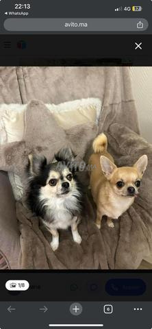 Super chiots chihuahua poupée pure race - 2