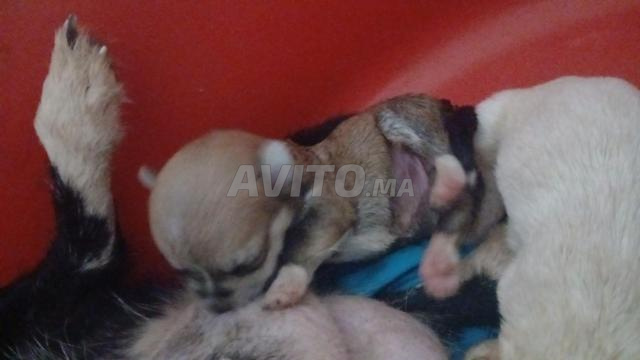 Super chiots chihuahua poupée pure race