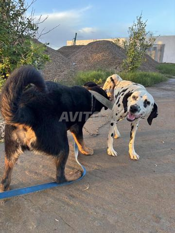 Jeune Rottweiler mâle de Sept mois