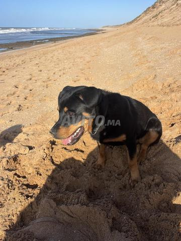 Jeune Rottweiler mâle de Sept mois - 2