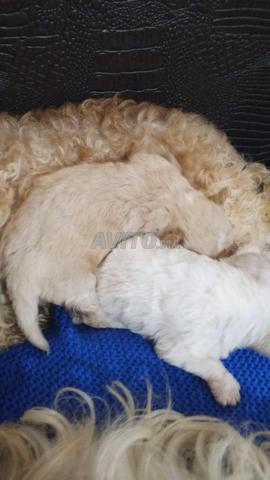 جرو بودل نقي السلالة - 2