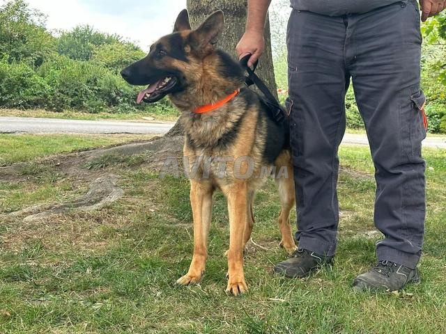 مدرب كلاب - 2