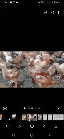 متوفر كتاكيت خليط السلالات والكروازي والهيبي - 2