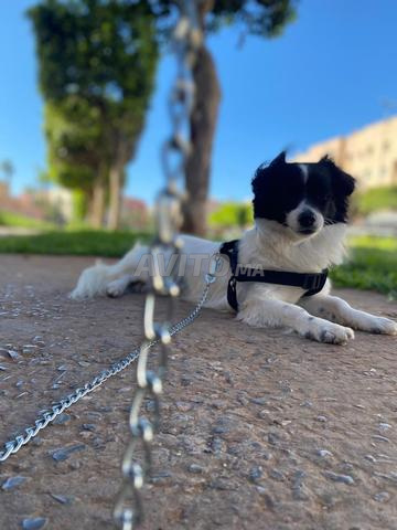 إسبانيول بابيون - 2