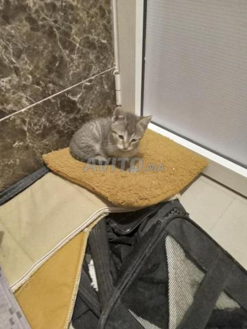 قطط صغيرة وقطة بالغة مجاناً