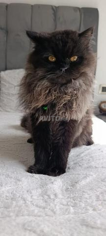قط ذكر فارسي سلالة بلاك مون 7 أشهر - 2