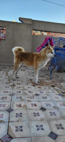 كلب أكيتا - 2