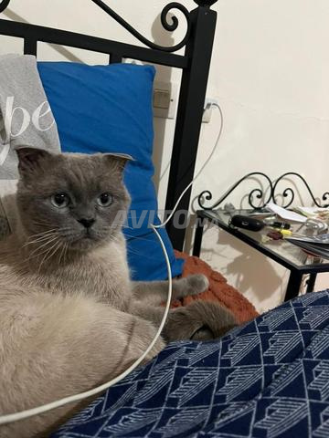 سكوتش فولد - 2