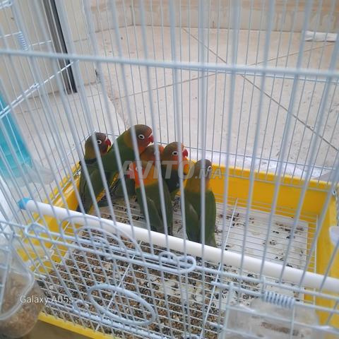 Perruches Fisher à vendre