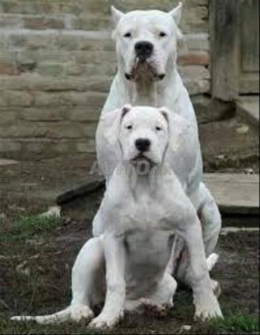 كلاب أرجنتينية