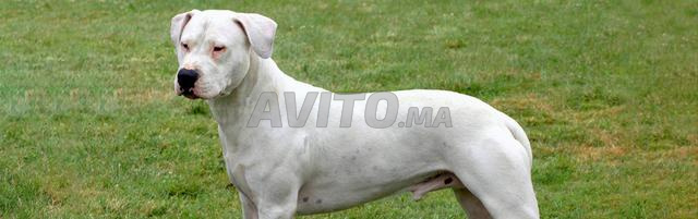 كلاب أرجنتينية جراء