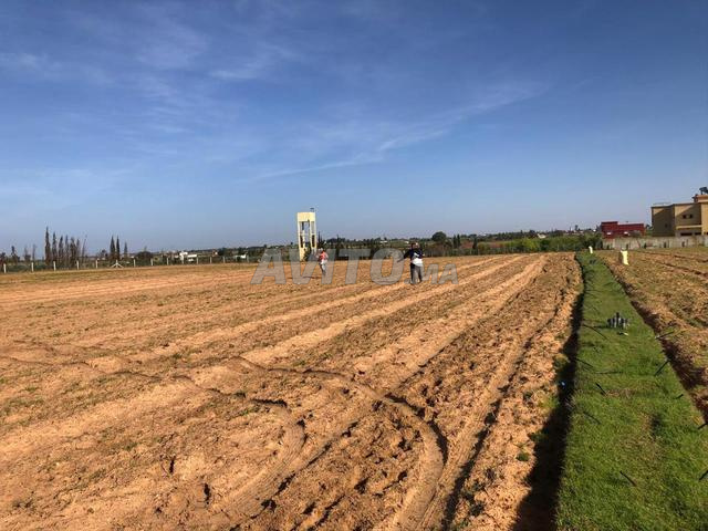 Terrain agricole Titré avec Puit et Électricité