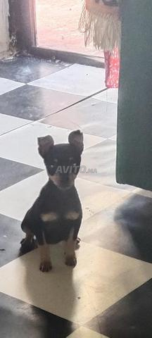 أنثى كلب بينشر صغير عمرها شهرين