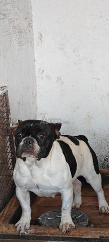 Bouledogue français - 2