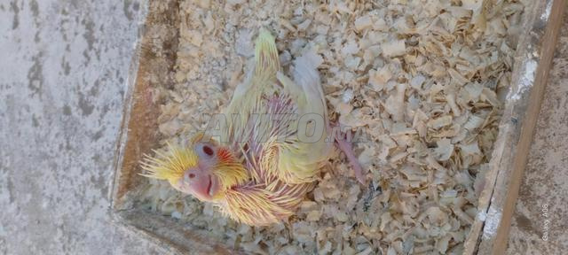 فرخ كلوبسات