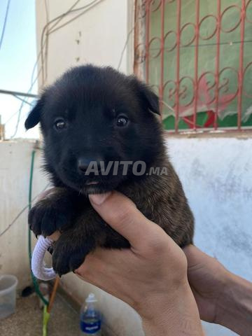 جرو مالينوا