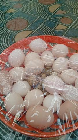 بيض بلدي 2.3 دراهم جديد وكبير - 2