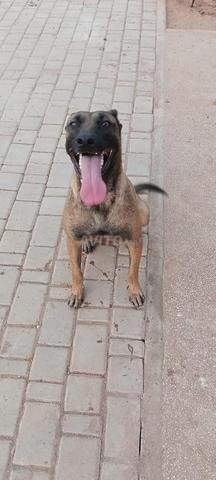 مالينوا كلاسيكي ، عمرها سنتان ولم تلد