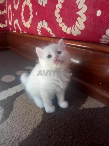 Chaton Persan mix (Birman × Persan) - 2