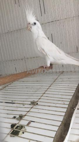 Couple calopsitte - 2