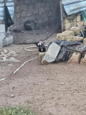 Je mets en vente des canards pondeuses - 2