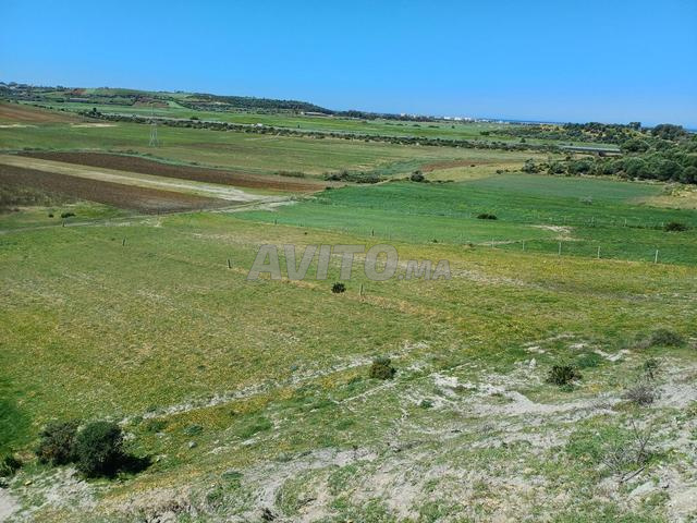 أرض فلاحية قريبة من أصيلة - 2