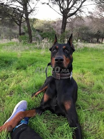 كلب دوبرمان ذكر للبيع - 2